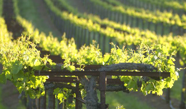 Hmm – which to choose? Ironstone Vineyards