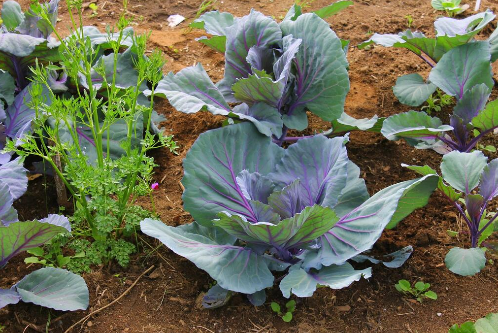 Give Without Remembering